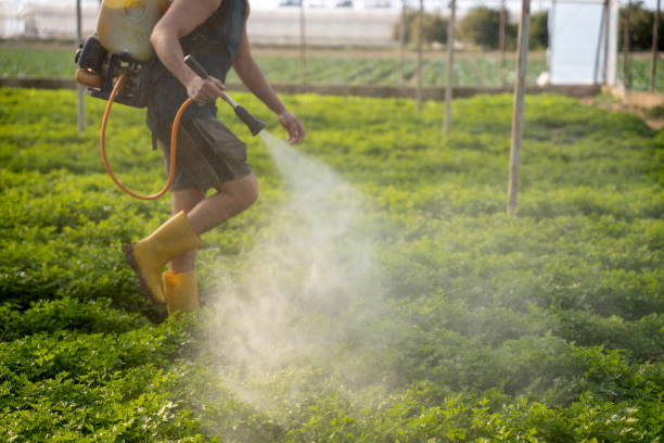 Best Best Pest Control Companies  in Costa Mesa, CA