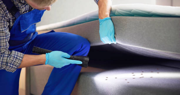 Flea Control Services in Costa Mesa, CA