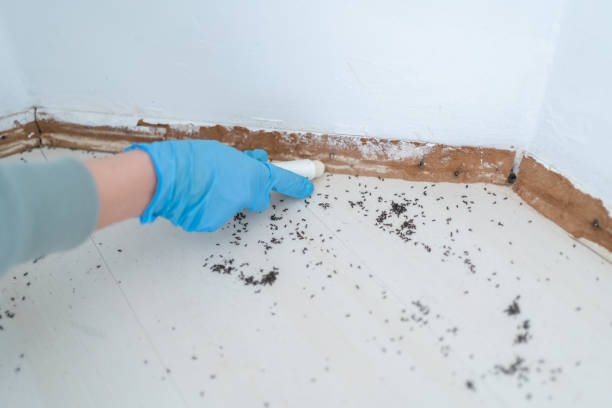 Best Pest Prevention Services  in Costa Mesa, CA
