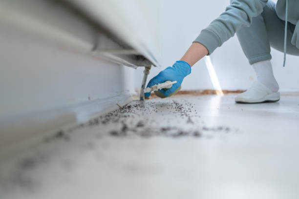 Best Spider Control Near Me  in Costa Mesa, CA