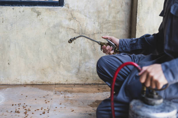 Best Termite Control Services  in Costa Mesa, CA